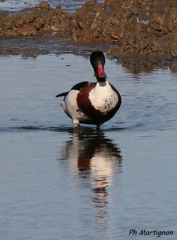 Tadorne de Belon, identification