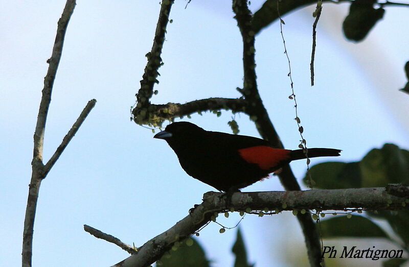 Scarlet-rumped Tanager male