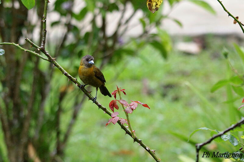 Scarlet-rumped Tanager female