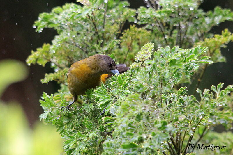 Tangara à croupion rouge femelle