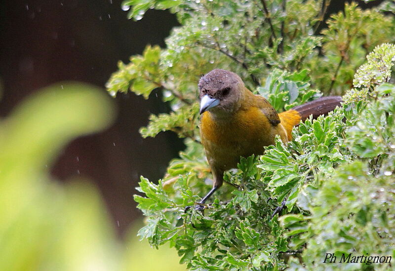 Scarlet-rumped Tanager female