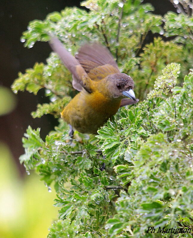 Scarlet-rumped Tanager female