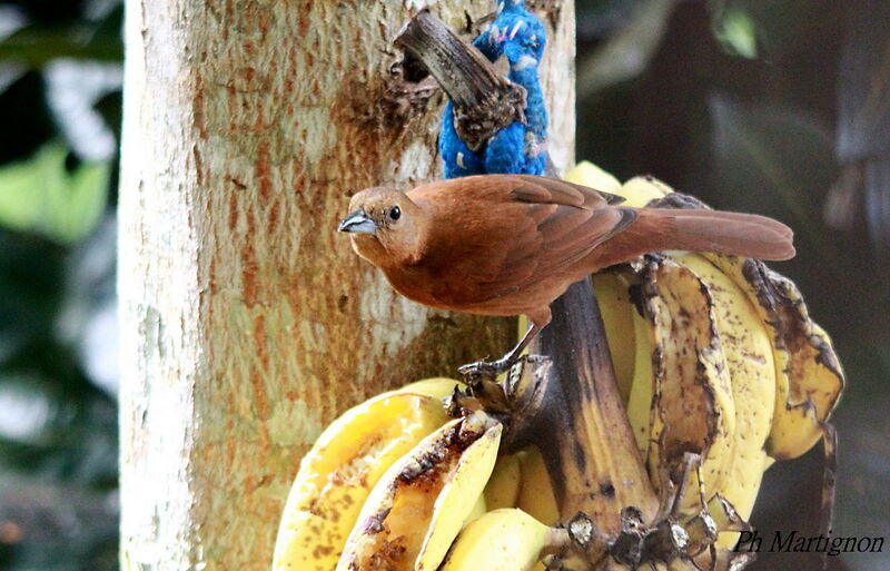 White-lined Tanager