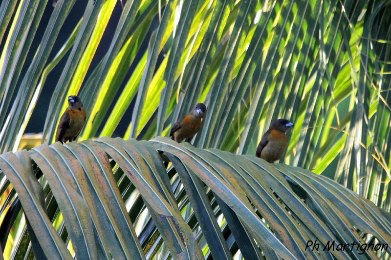 Scarlet-rumped Tanager (costaricensis) female