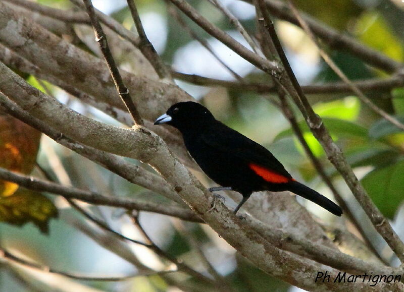 Tangara de Cherrie mâle, identification