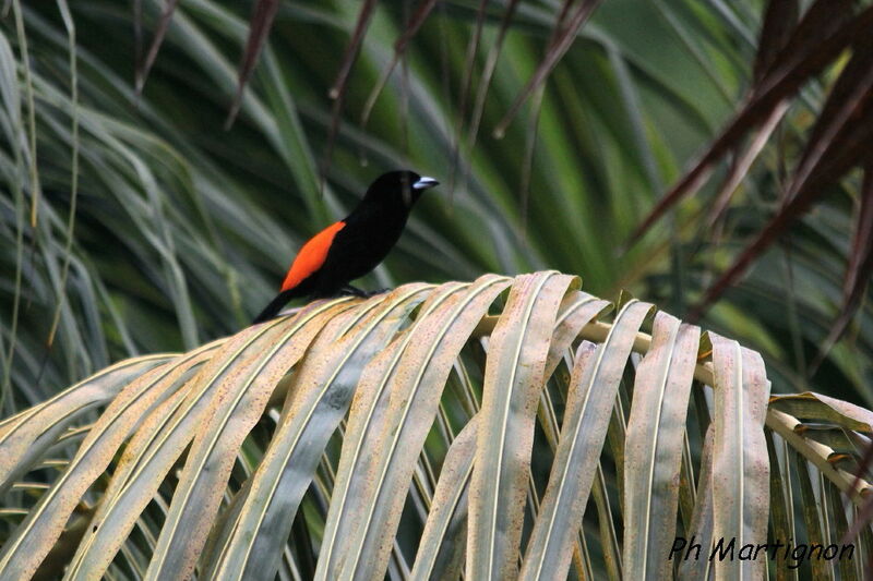 Scarlet-rumped Tanager (costaricensis) male, identification