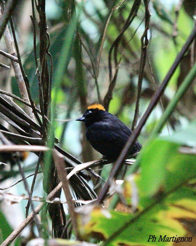 Tawny-crested Tanager