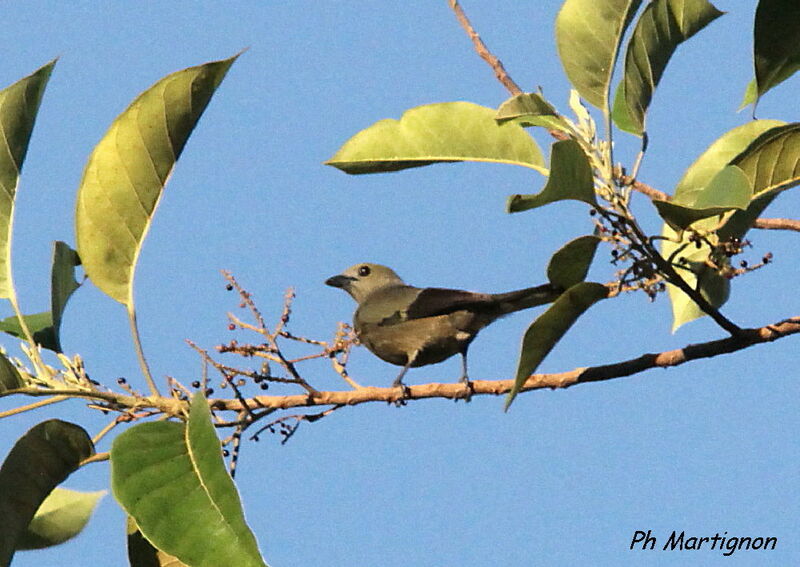 Palm Tanager, identification