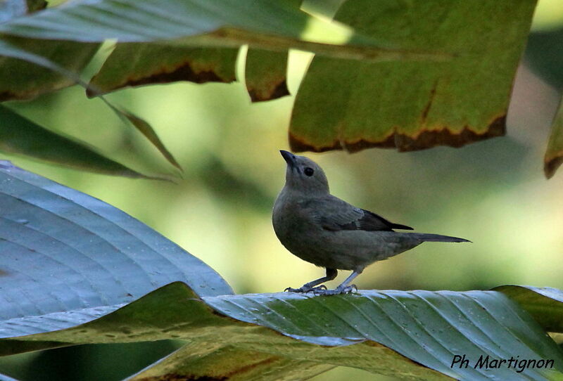 Palm Tanager, identification