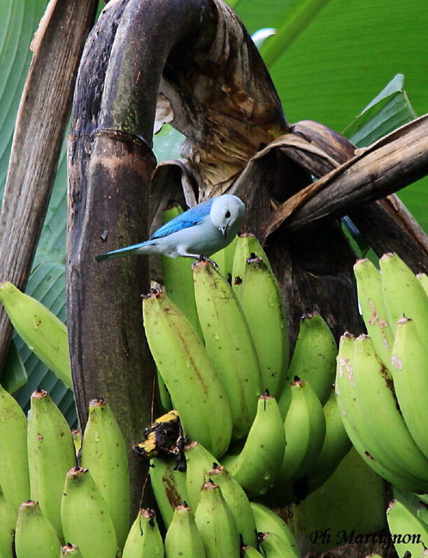 Blue-grey Tanager