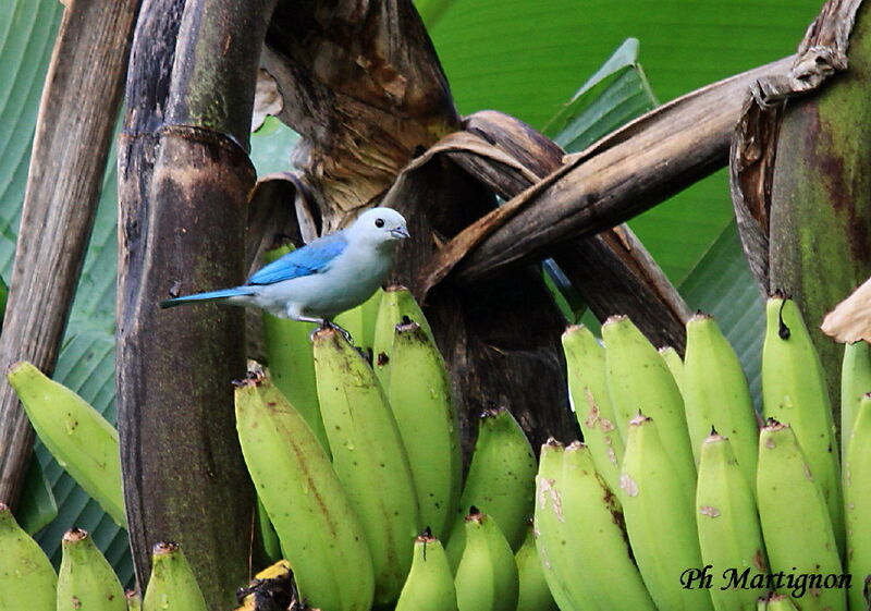 Blue-grey Tanager