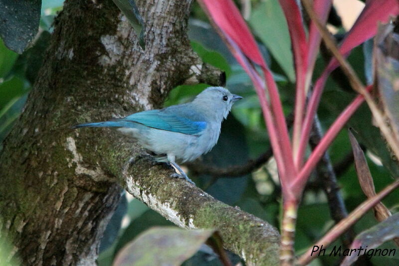 Blue-grey Tanager, identification