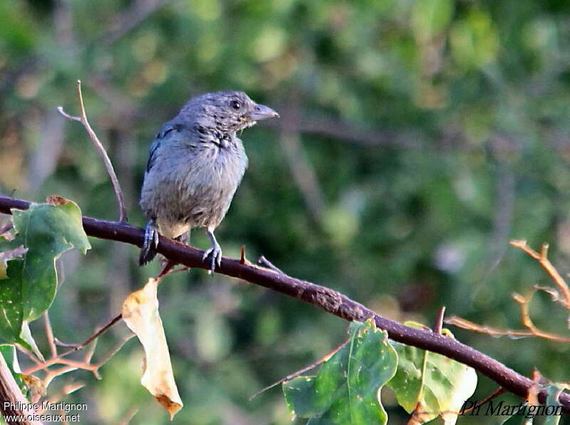 Glaucous Tanageradult