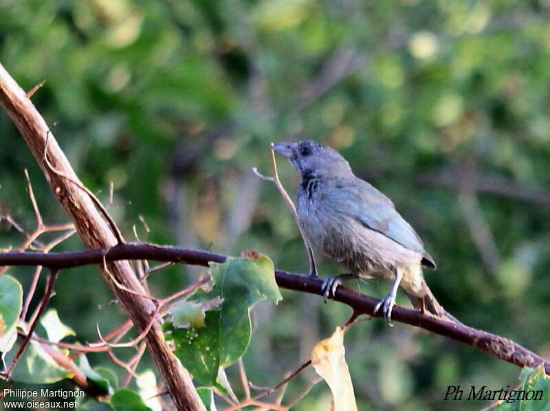 Tangara glauque, identification