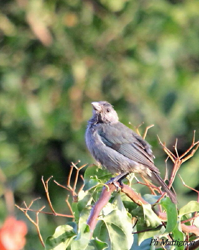 Glaucous Tanager, identification