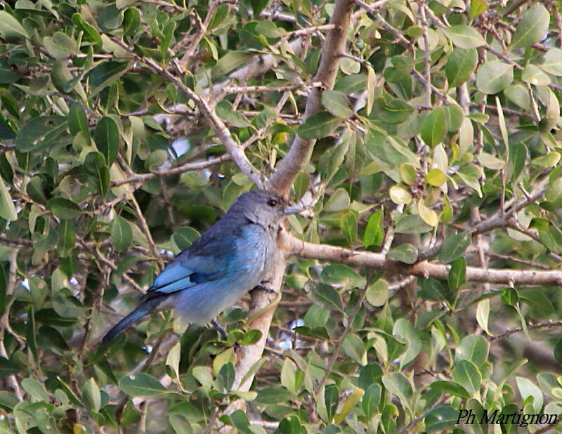 Tangara glauque, identification