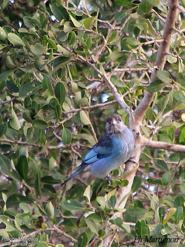 Tangara glauqueadulte, identification