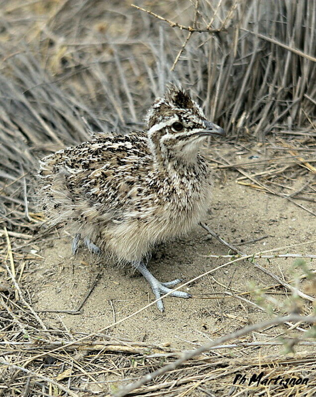 Tinamou élégantjuvénile