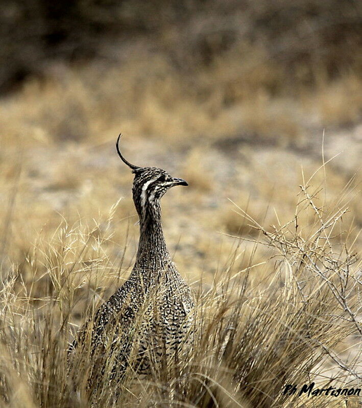 Tinamou élégant