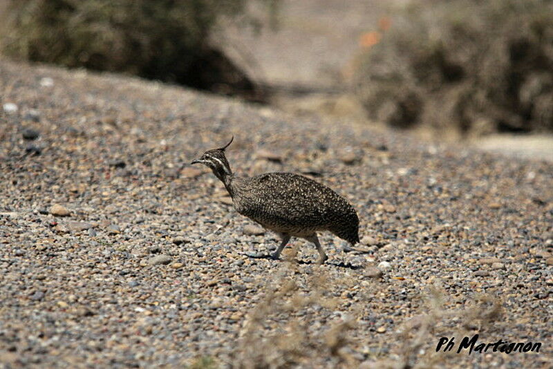 Elegant Crested Tinamou