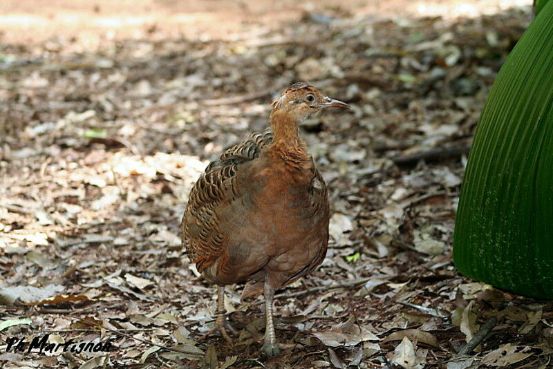 Red-winged Tinamou