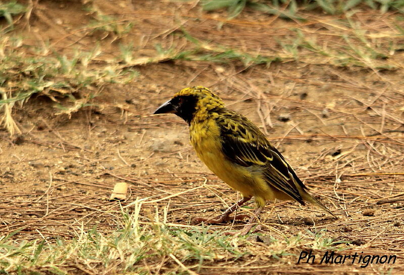 Village Weaver, identification