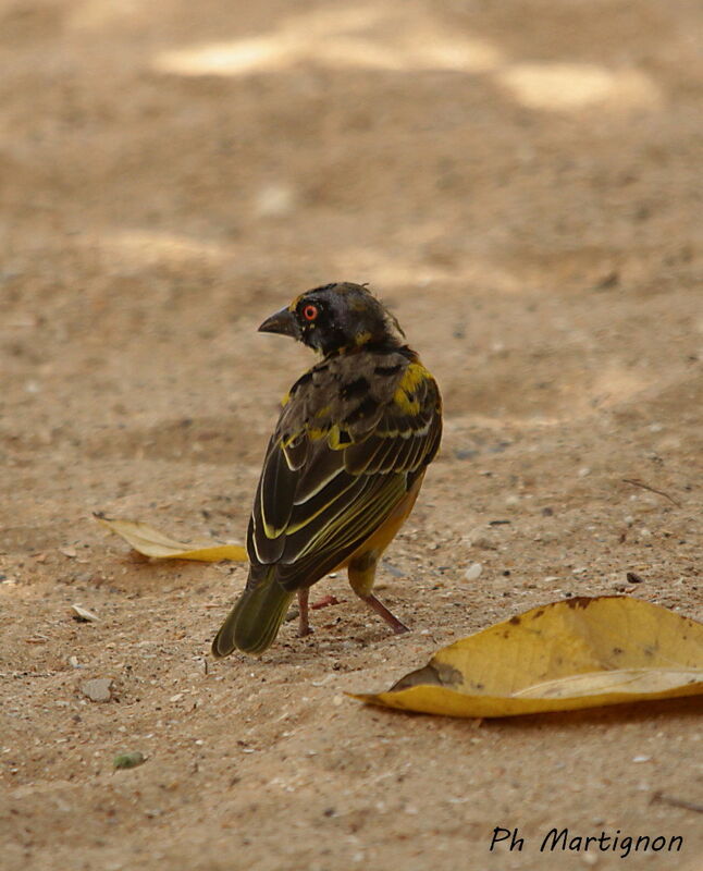 Village Weaver, identification