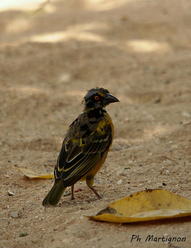 Village Weaver, identification