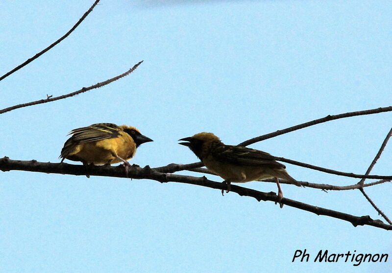 Village Weaver, identification