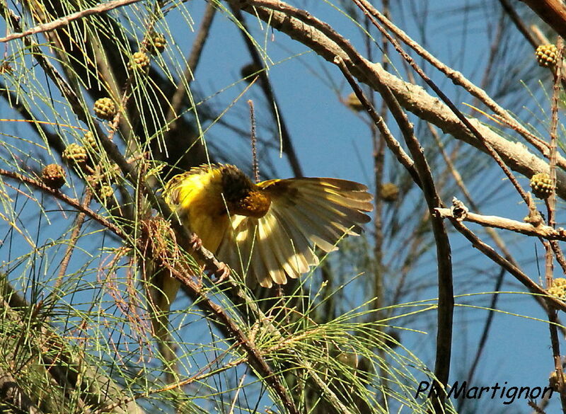 Village Weaver, identification