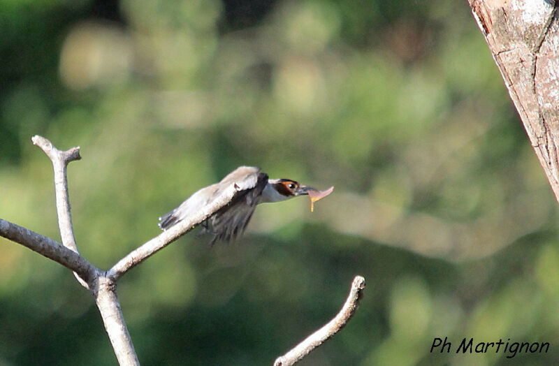 Black-crowned Tityra female, identification