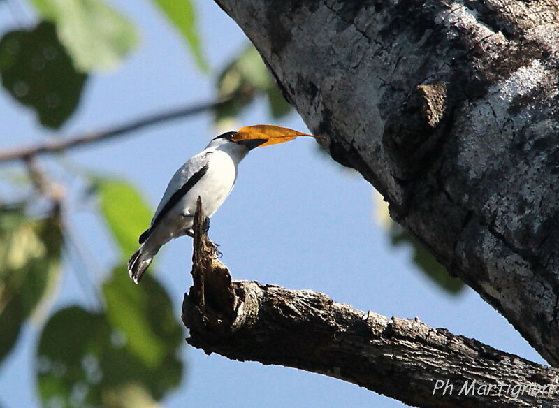 Black-crowned Tityra male, identification