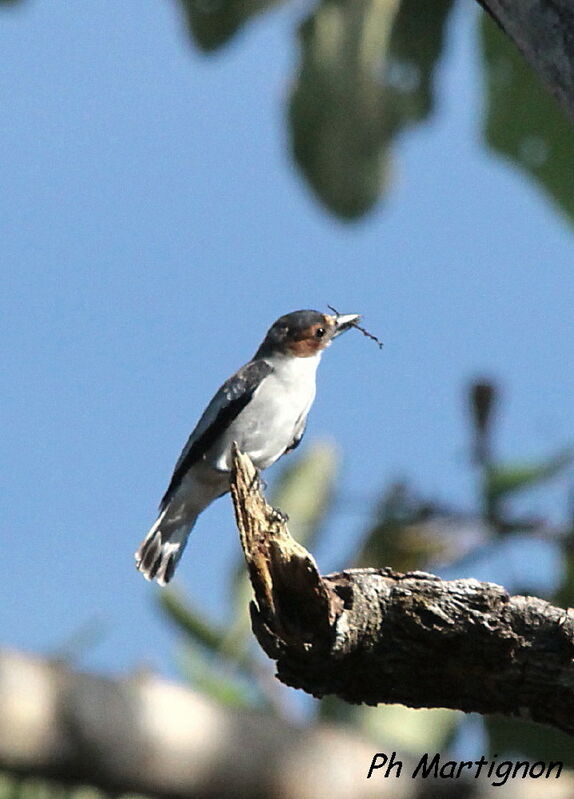 Black-crowned Tityra female, identification