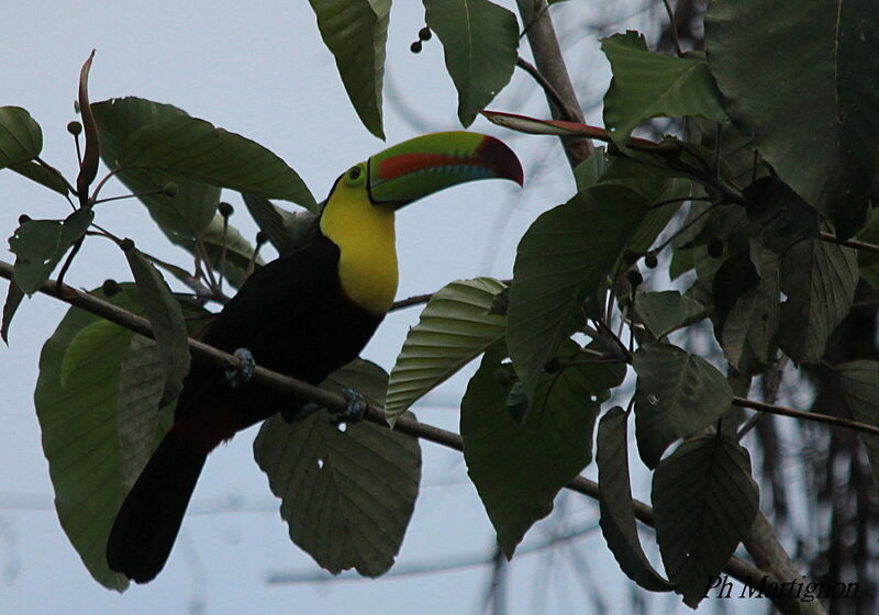 Keel-billed Toucan