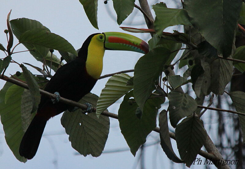 Toucan à carène