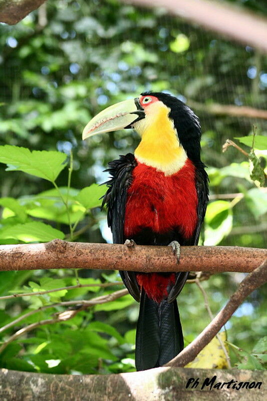 Red-breasted Toucan