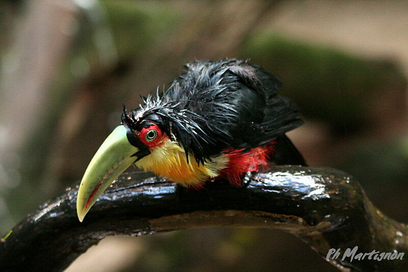 Toucan à ventre rouge