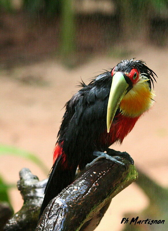 Toucan à ventre rouge