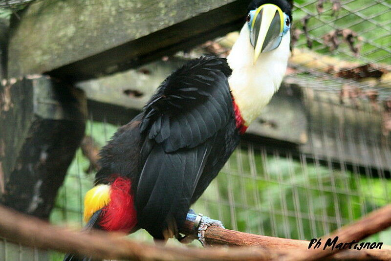 White-throated Toucan (cuvieri)