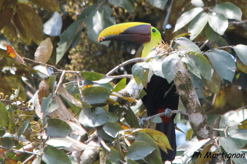 Yellow-throated Toucan, identification