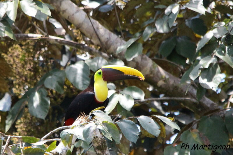 Yellow-throated Toucan, identification