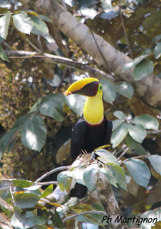 Yellow-throated Toucan, identification