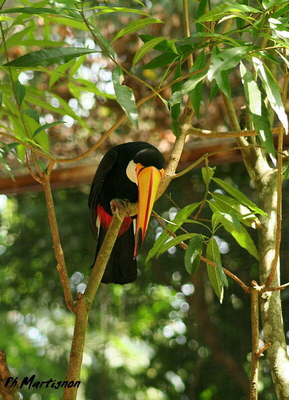 Toco Toucan