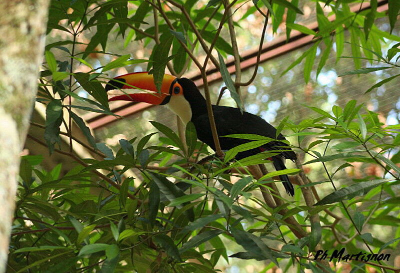 Toucan toco