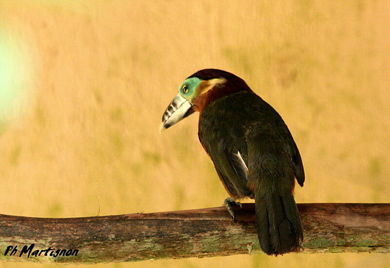 Toucanet à bec tacheté