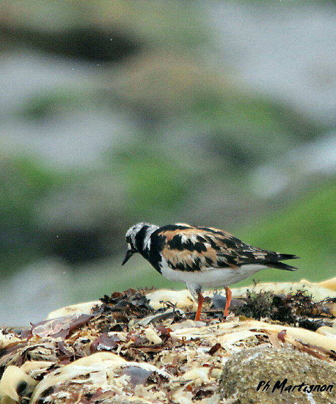 Ruddy Turnstone