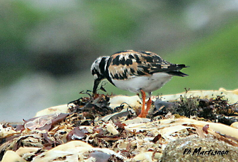 Ruddy Turnstone