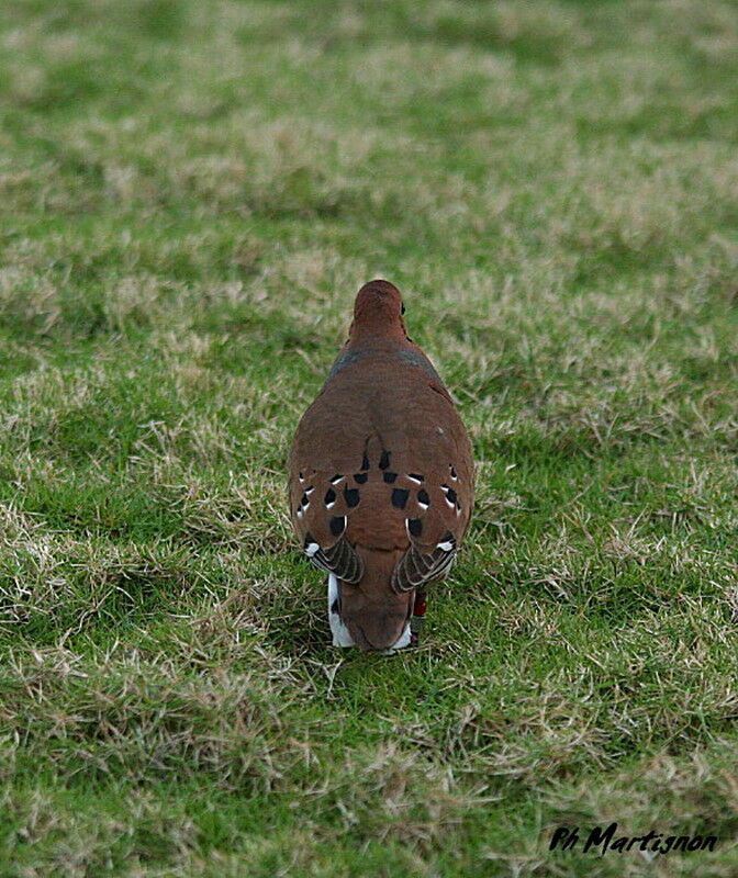 Zenaida Dove