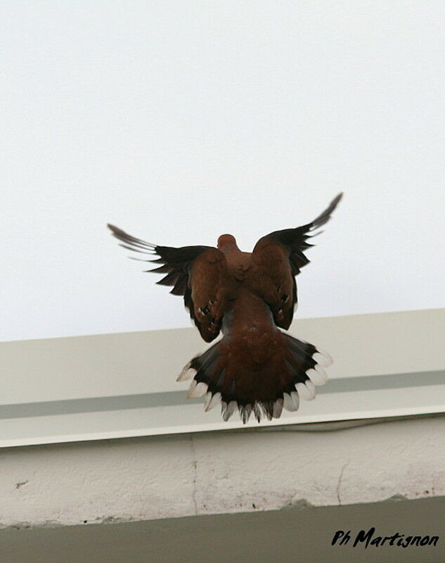 Zenaida Dove