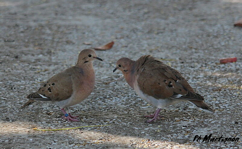 Zenaida Dove